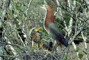 bonariensis chopim Agelaioides fringillarius asa-de-telha-pálido Chrysomus