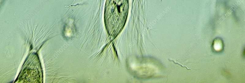 A digestão da celulose é realizada por protozoários do gênero Triconympha, presentes nos intestinos desses animais.