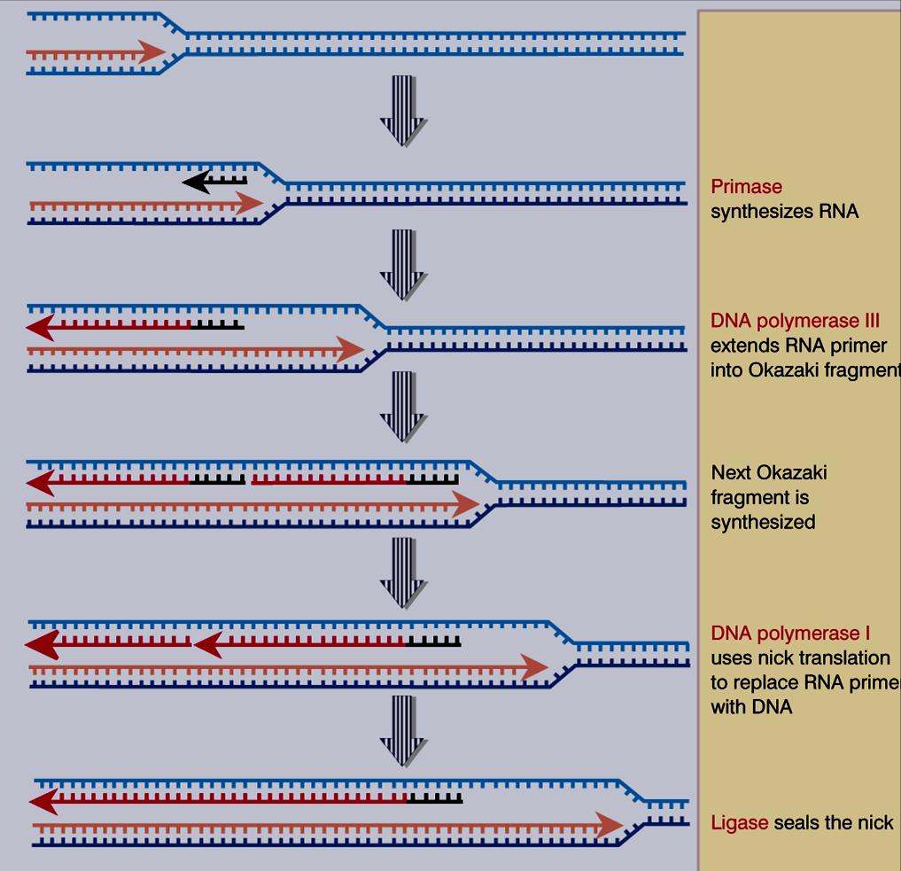 Fragmentos de Okasaki ocorrem na fita descontínua A DNA polimerase III é responsável pela síntese da