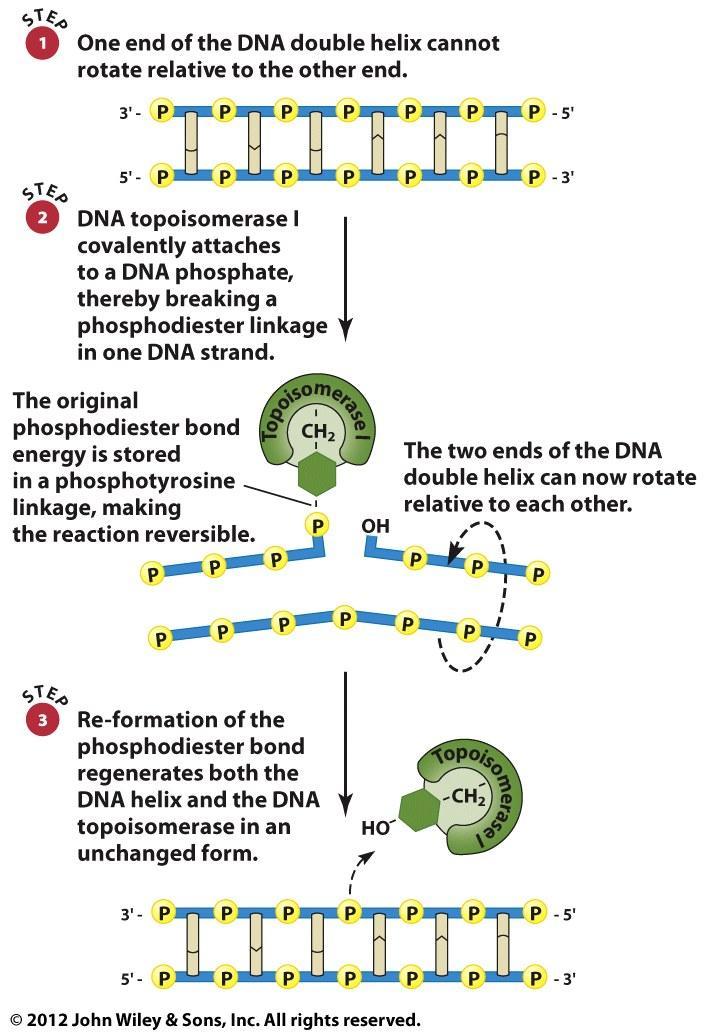 DNA Topoisomerase I