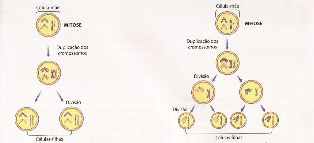 MITOSE X MEIOSE Na mitose, uma célula com 4 cromossomos origina duas células idênticas a ela.