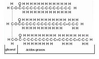 Triglicerídeos e Ácidos Graxos