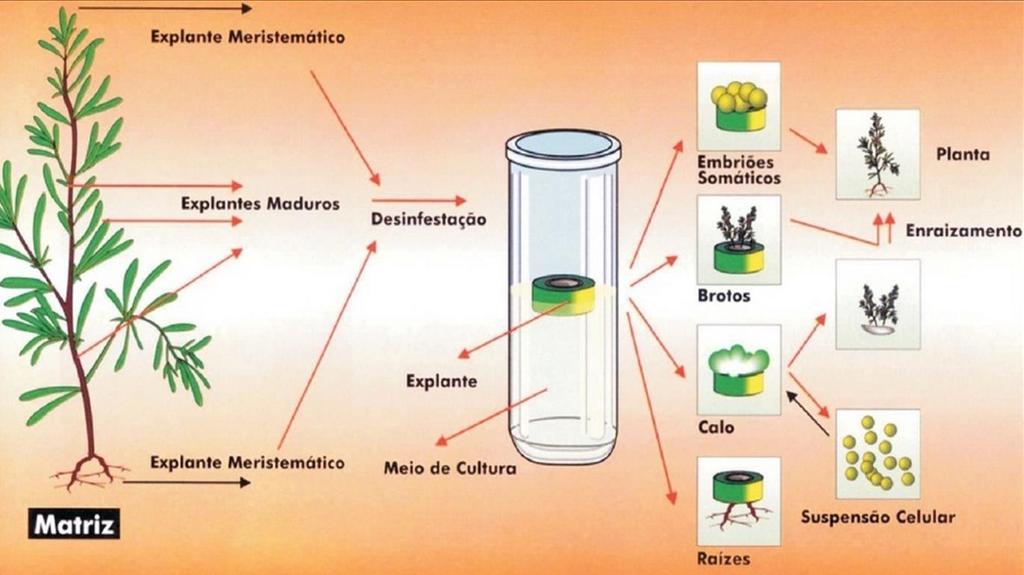 Técnicas de cultivo in vitro Fonte: ctv-ufrrj.blogspot.