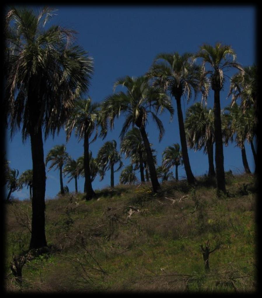 ESPÉCIES RARAS OU AMEAÇADAS DE EXTINÇÃO Butia eriospatha O butiá é uma palmeira de até 6 m de altura, com frutos saborosos que podem ser utilizados em geleias e licores.