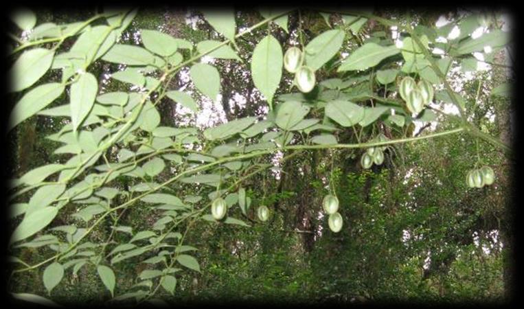 ESPÉCIES RARAS OU AMEAÇADAS DE EXTINÇÃO Solanum diploconos Conhecida como baga-de-veado, é uma arvoreta de