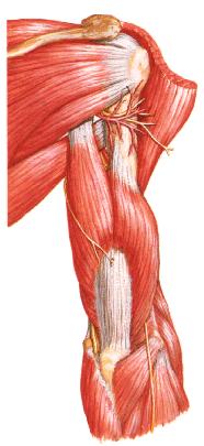 2.4.4 - Tríceps Braquial O músculo tríceps braquial tem 3 fixações proximais sendo duas no úmero