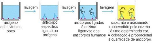 No ELISA indireto (figura 4), ao invés dos anticorpos sensibilizarem a placa, como é demonstrado no ELISA sanduíche, o que a sensibiliza é o antígeno de interesse.