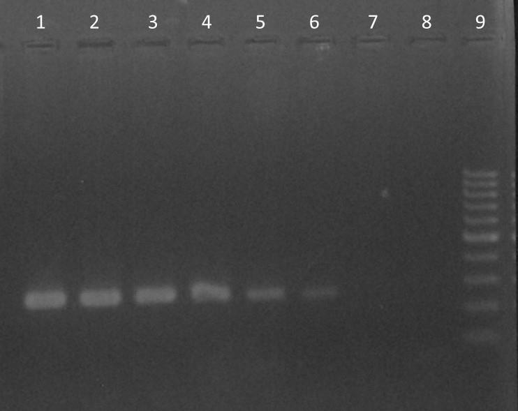 49 6 RESULTADOS 6.1 SENSIBILIDADE ANALÍTICA DAS REAÇÕES DE PCR CONVENCIONAL E NESTED-PCR As reações de PCR convencional e nested-pcr possibilitaram a detecção de até 0,27 fg/µl de DNA de B.