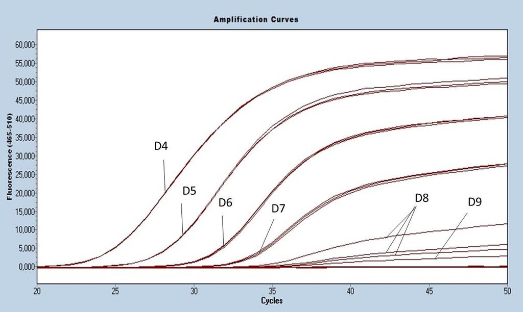 52 Figura 4- curva de amplificação da PCR em tempo real (PCRtr-B) à temperatura de annealing de 54º C, com 900