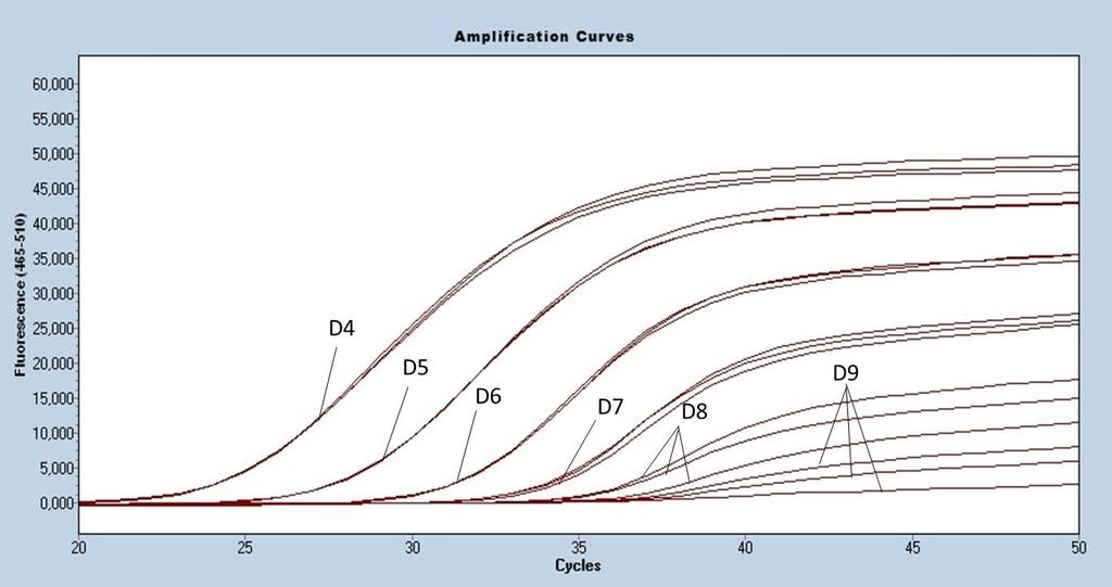 53 Figura 6- curva de amplificação da PCR em tempo real (PCRtr-B) à temperatura de annealing de 59º C, com 900