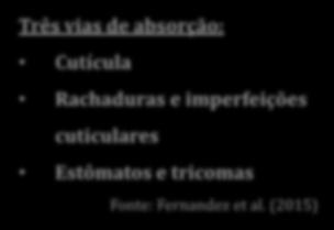imperfeições cuticulares Estômatos e tricomas Fonte: Fernandez et al.