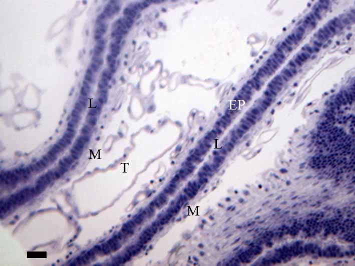 Trofário (TF), células foliculares (CF), ovócito (OV), núcleo do ovócito (N), bainha peritoneal (BP).
