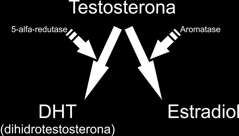 Influências Hormonais sobre o Dimorfismo Sexual no SNC A testosterona produzida pela genitália masculina chega ao cérebro pela circulação e é convertida em estradiol por neurônios que apresentam