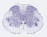 Dimorfismo no SNC relacionado com Comportamento Sexual Núcleo Espinhal Bulbocavernoso N.