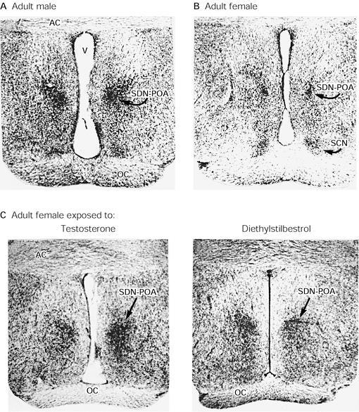 A ação de Testosterona e estrógenos na mpoa pode mediar comportamentos