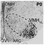 50 µm Núcleos celulares no VMH contendo