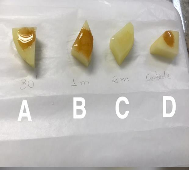 (Figura 1) Ensaio do guaiacol nas batatas: grupo teste em diferentes intervalos de tempo do branqueamento por imersão e grupo controle - A: 30 segundos, B: 1 minuto, C: 2 minutos e D: controle Após