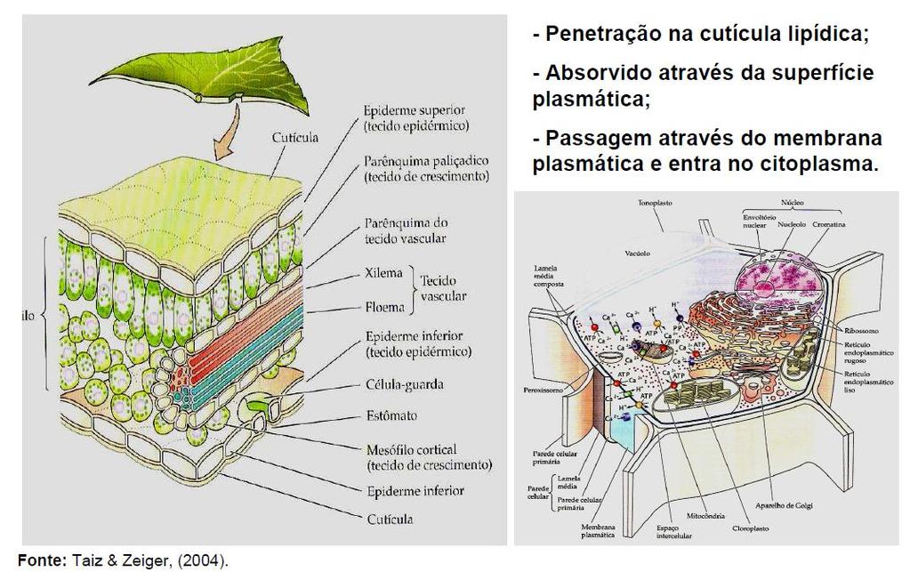 ABSRÇÃ FLIAR E PRINCÍPIS DA