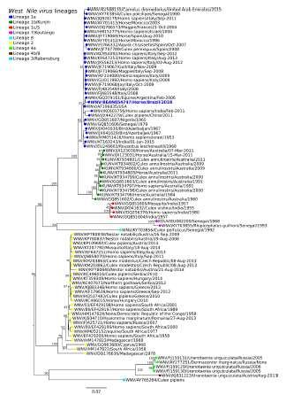 Martins et al 2018 Sequência: linhagem 1,