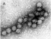 Família: Flaviviridae Partículas virais esféricas (40-60nm de diâmetro)