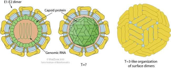 /E1/E2 Capsídeo: simetria icosaédrica Genoma: RNA fita simples, polaridade