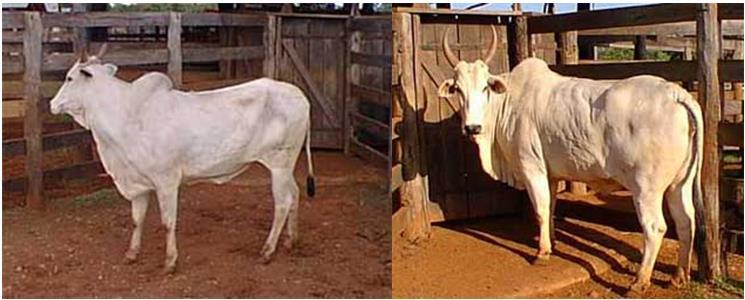 43 Ainda de acordo o autor, vacas com escore corporal muito elevado propiciam ao acúmulo de gordura nos órgãos internos, contribuindo para a redução da fertilidade, conforme Figura 2.