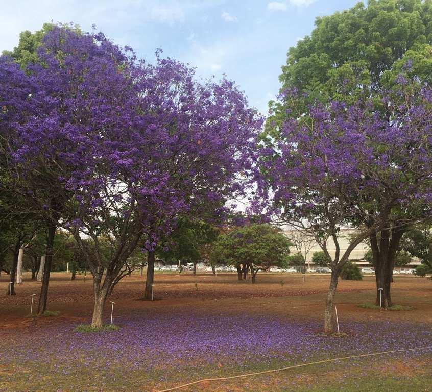 Grata! Na época da seca, em Brasília, florescem nossos jacarandás.
