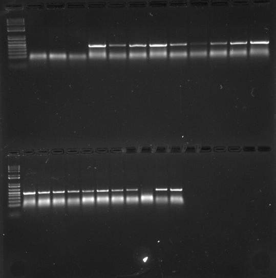 Análise dos produtos da RT-PCR, em gel de agarose a 1%, para a detecção do ToCV em tomateiros cv.