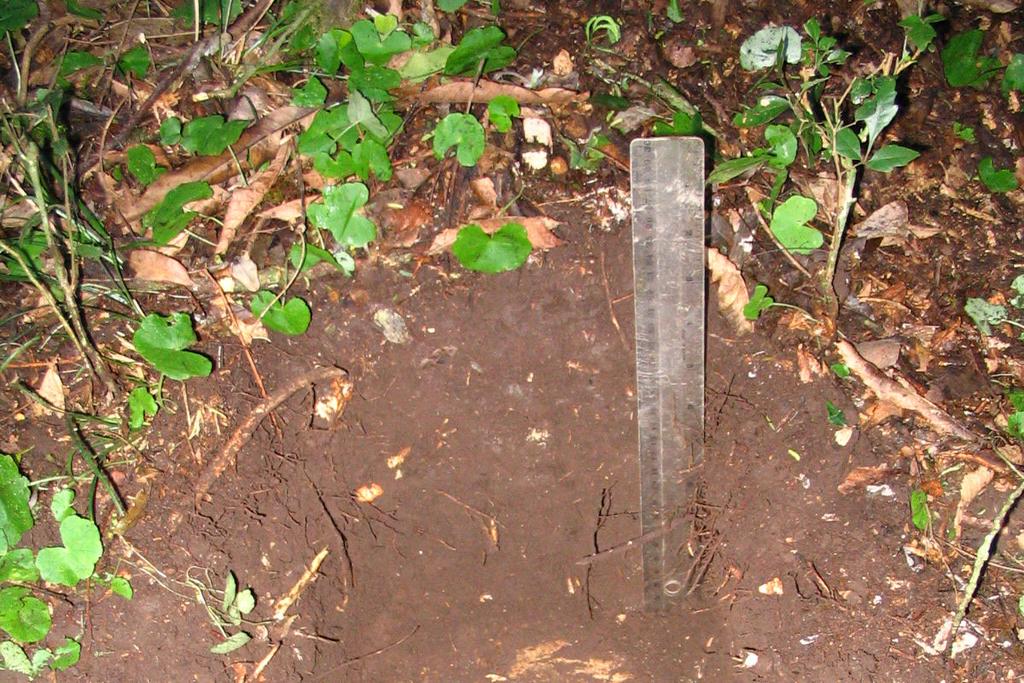 30 verificar, nessa Figura, que o solo do local é bastante raso, ficando em torno de 35 cm de profundidade.