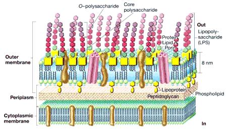 Parede celular de Gram negativa Lipopolissacarideo Membrana externa Espaço periplasmático lipoproteínas e Peptideoglicano Membrana