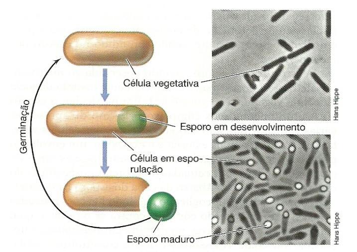 Esporos Bacterianos - Endósporos Estruturas altamente diferenciadas e possuem pouca quantidade de água.