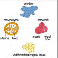 Mesoderma Mas, VegT é uma proteína
