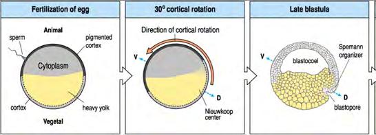 pela ROTAÇÃO CORTICAL,