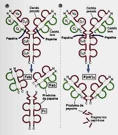 Resumo das Atividades das Enzimas Papaína e Pepsina sobre as moléculas de Imunoglobulinas /