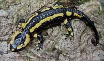 salamandra Répteis: