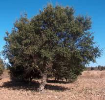 ) Azinheira (Quercus rotundifolia Lam) Carvalho-cerquinho