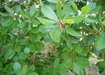 ) Carvalho-alvarinho (Quercus robur L.