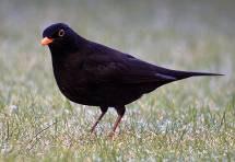 Toutinegra-de-barrete-preto (Sylvia atricapilla) Melro