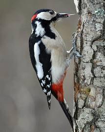 Pica-pau-malhado-grande (Dendrocopos major)