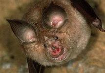(Rhinolophus ferrumequinum) Morcego-anão