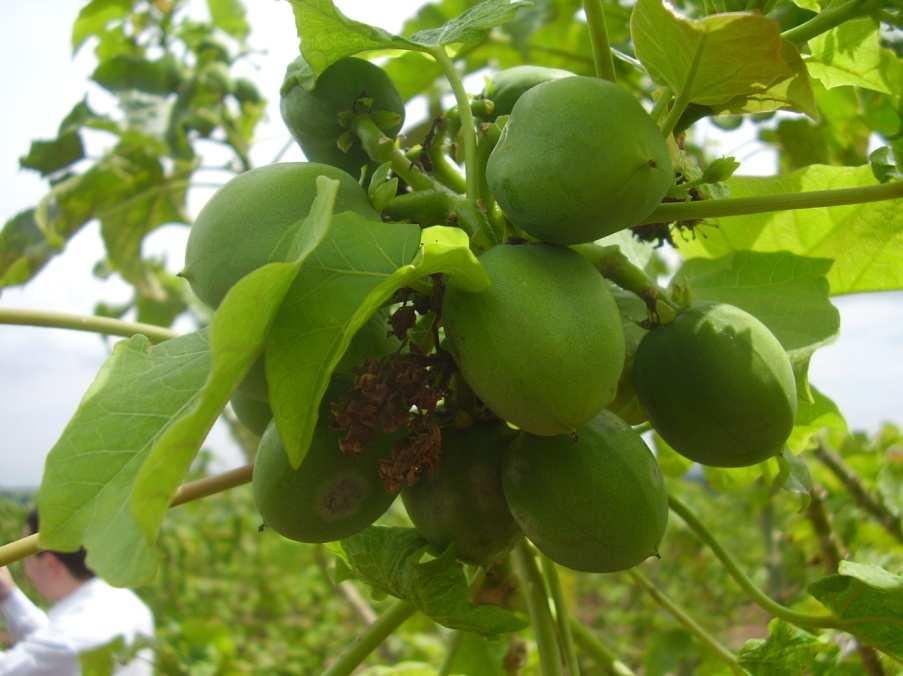 No início o fruto é verde, passando de amarelo a castanho e chegando à cor preta, quando atinge o estádio de maturação. Esse processo dura aproximadamente dois meses.