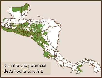 21 consideram ainda a América Central como uma área com grande potencial de cultivo de Jatropha curcas L. Figura 3 Distribuição de Jatropha curcas L. na América Central.