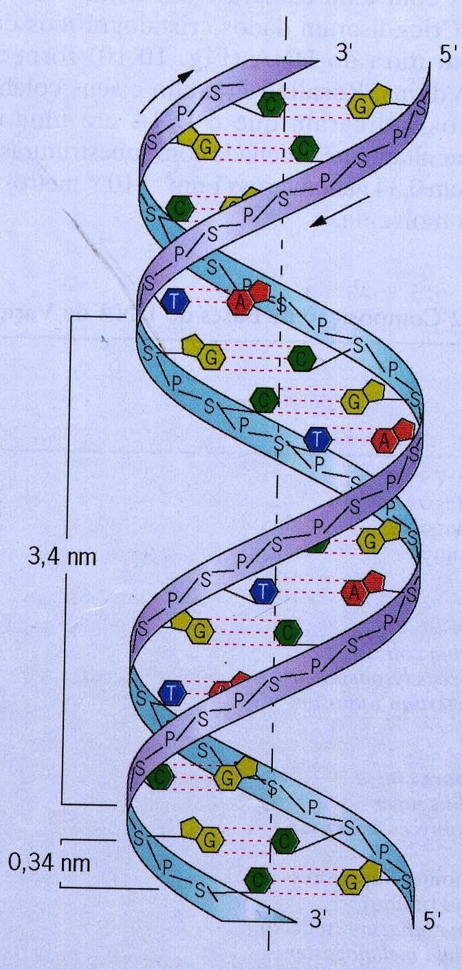 Estrutura do DNA Modelo da