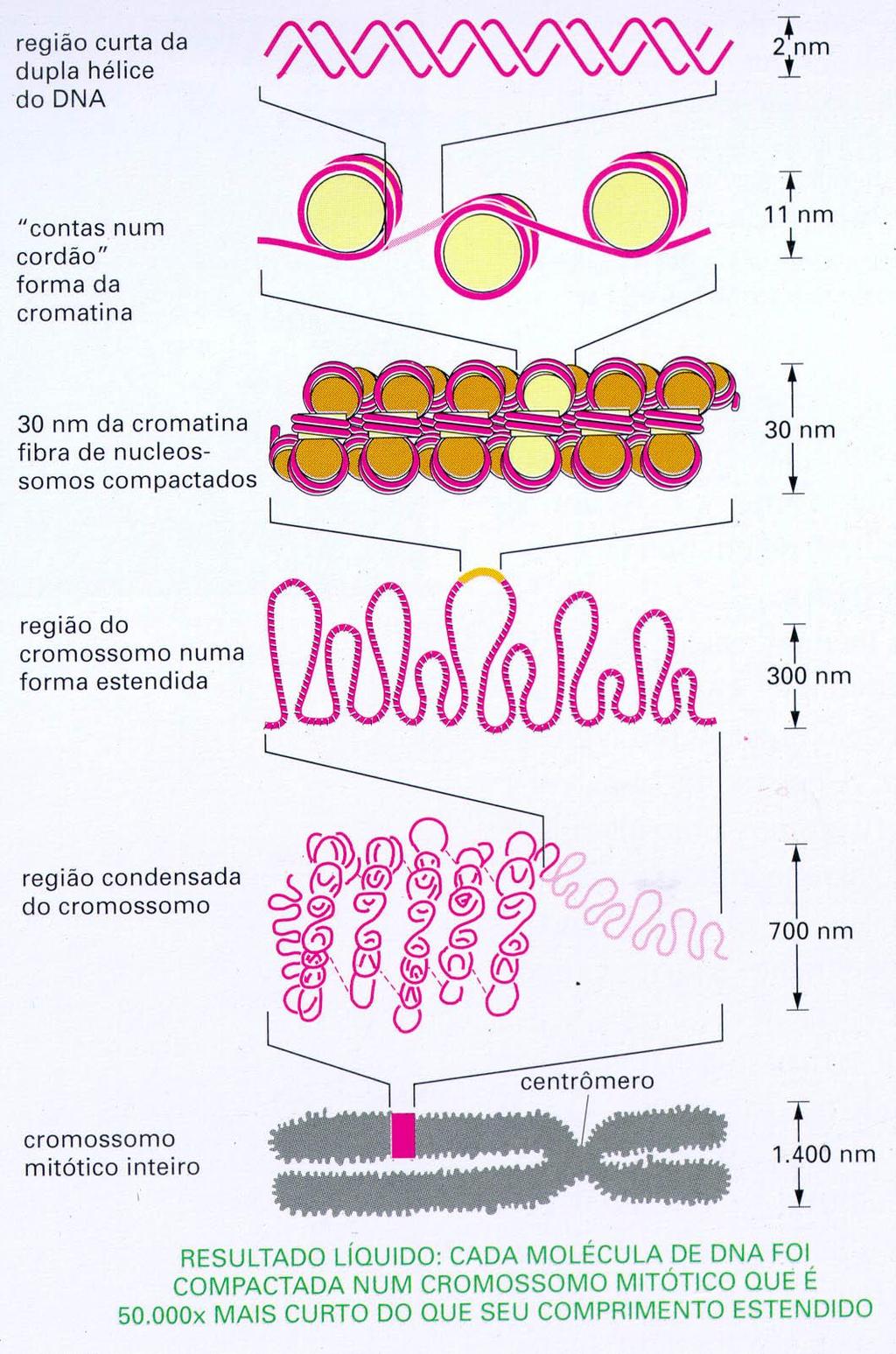 Estado de organização da cromatina no núcleo