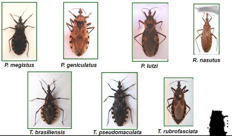 19 Figura 1 Espécies de triatomíneos de importância na transmissão da doença de Chagas no Ceará. Fonte: Adaptado do Livro Triatomíneos: FIOCRUZ, 2015.
