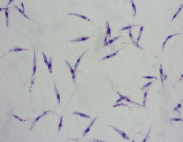 17 Figura 4: Fotomicrografia ilustrativa das formas de Leishmania. Em (a) promastigota de L.