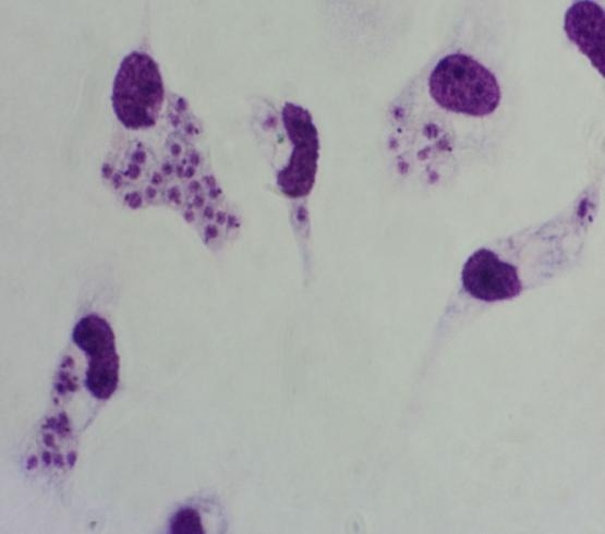 braziliensis (10:1) e (c) macrófago infectado com a forma amastigota de L. major (10:1).
