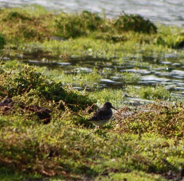 17 de 28 28-11-2011 11:38 Pilrito-de-bico-comprido (Calidris ferruginea) Terceira - 2 inds.