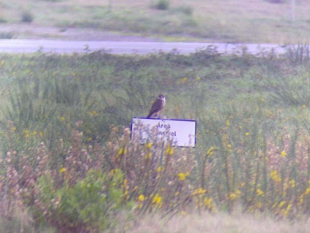 4 de 28 28-11-2011 11:38 Foto 2011, Hugo Sampaio. Borrelho-pequeno-de-coleira (Charadrius dubius) 12-11-2011 Vila Franca de Xira - 16 inds.