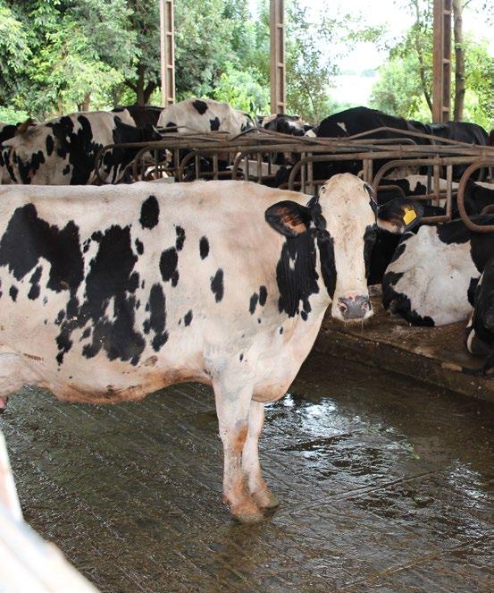 A ração é de boa qualidade e considero que ela faz a diferença na produção de leite e no desenvolvimento dos animais. distrito de Cascavel (PR).